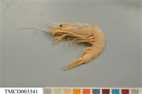 藏品(雄壯鬚蝦)的圖片